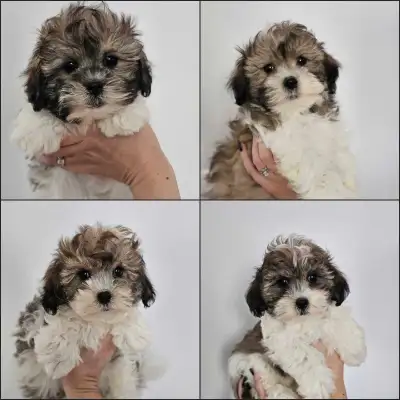Shihpoo Puppies for Sale, View more