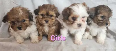 Shihpoo Puppies, View more