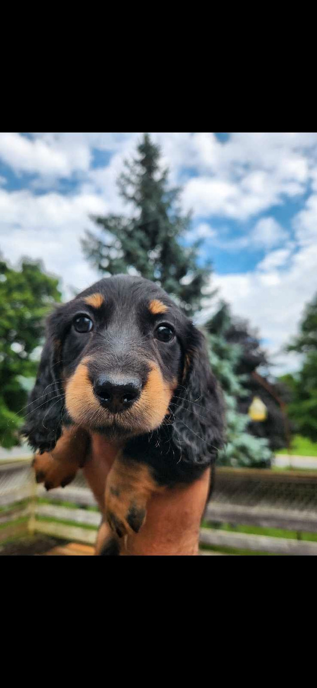 Longhaired Miniature Daschunds in Dogs & Puppies for Rehoming in Stratford - Image 2