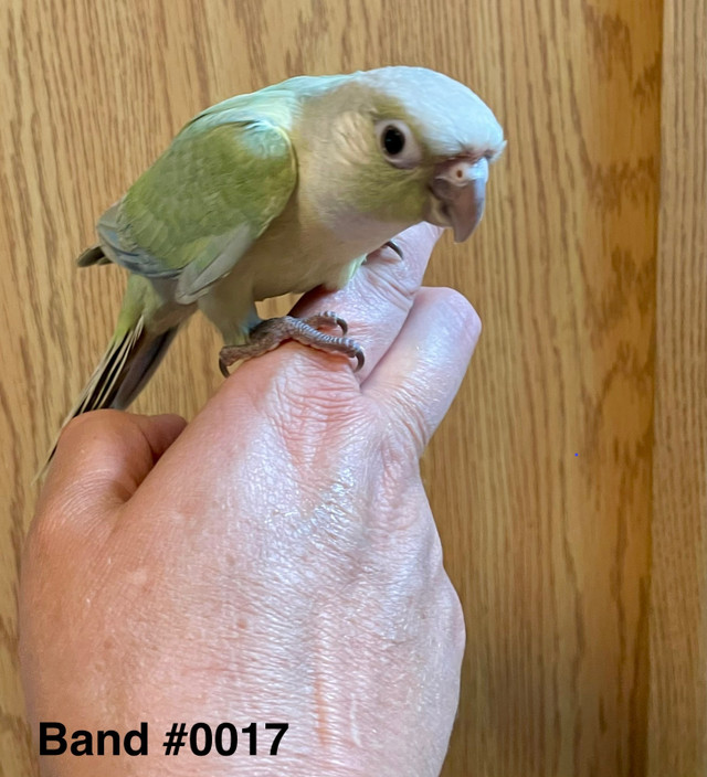 Tame & Friendly Violet Mint conure babies in Birds for Rehoming in Red Deer