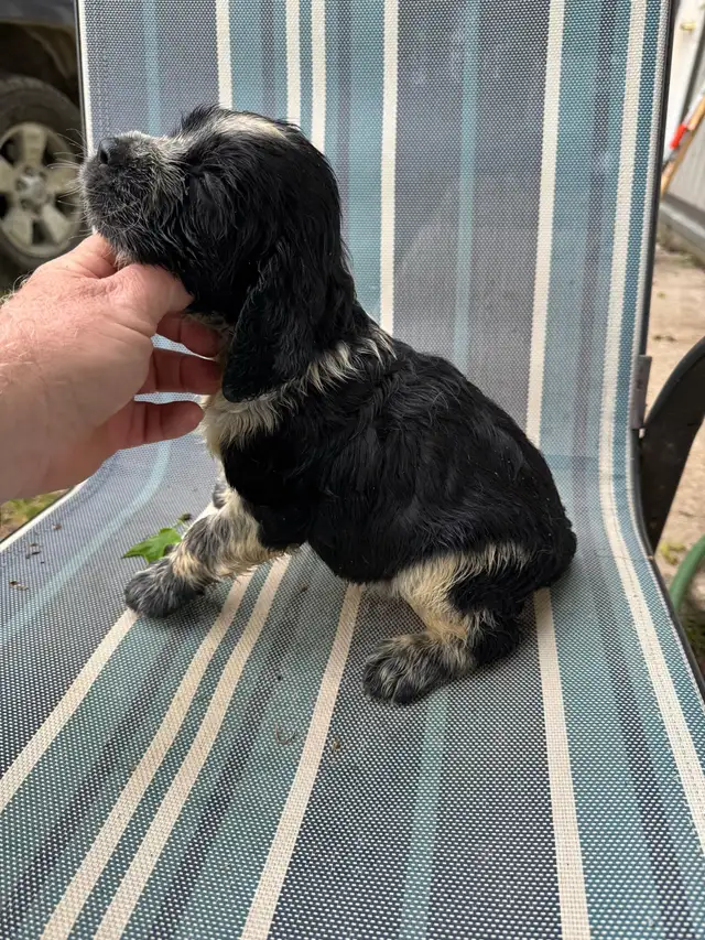 English Springer Spaniel pups - 1 girl in Dogs & Puppies for Rehoming in Owen Sound - Image 5