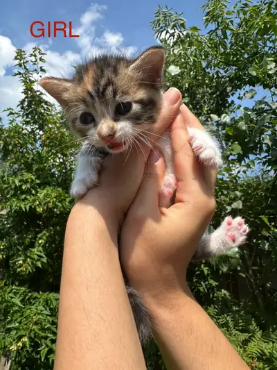 Adorable Kittens for Sale, View more