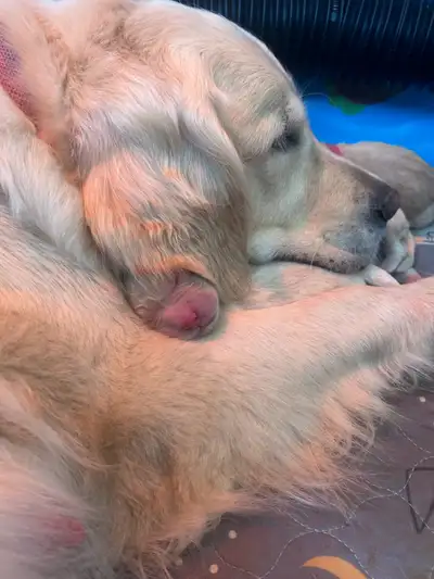CKC Registered Golden Retrievers, View more