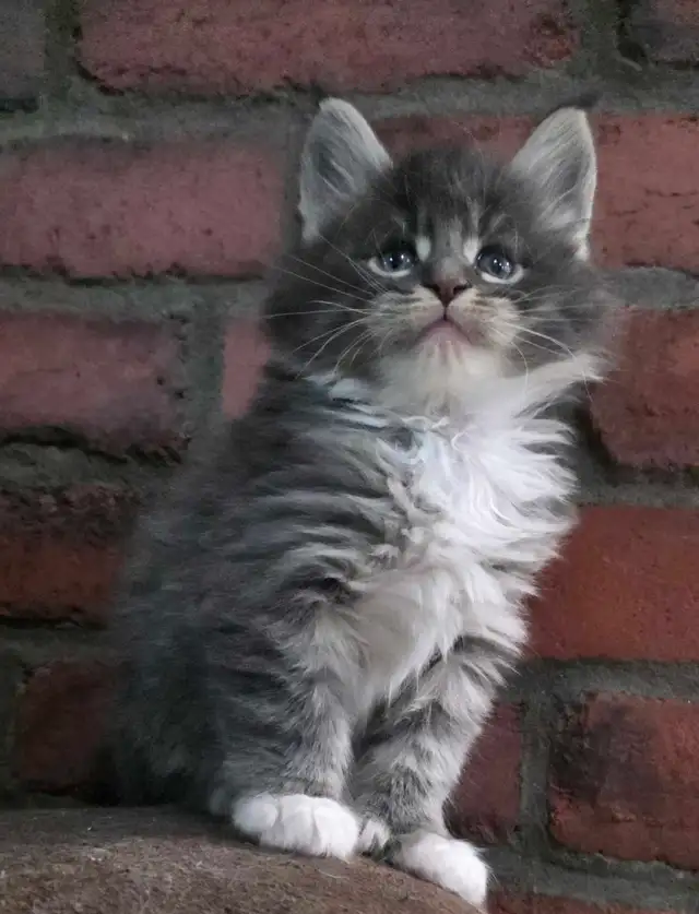 Maine Coon male 3 mois. Enregistré bleu tabby