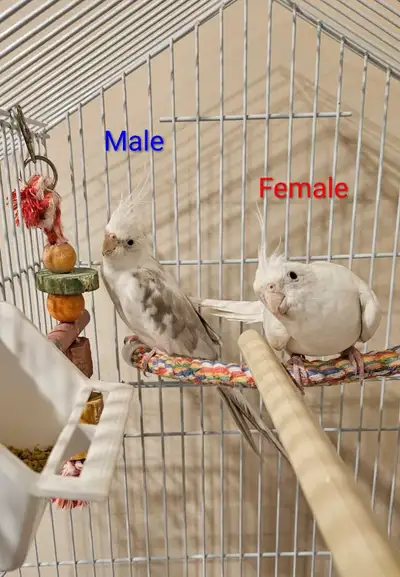 Adorable Bonded White Face Pair, View more