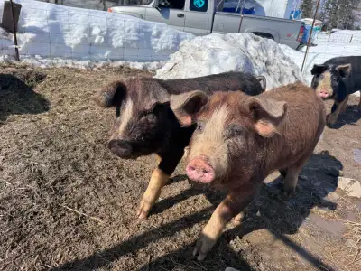 2 intact boars, View more