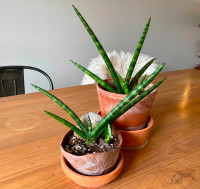 Sanseviera cylindrica - succulente/Indoor plants