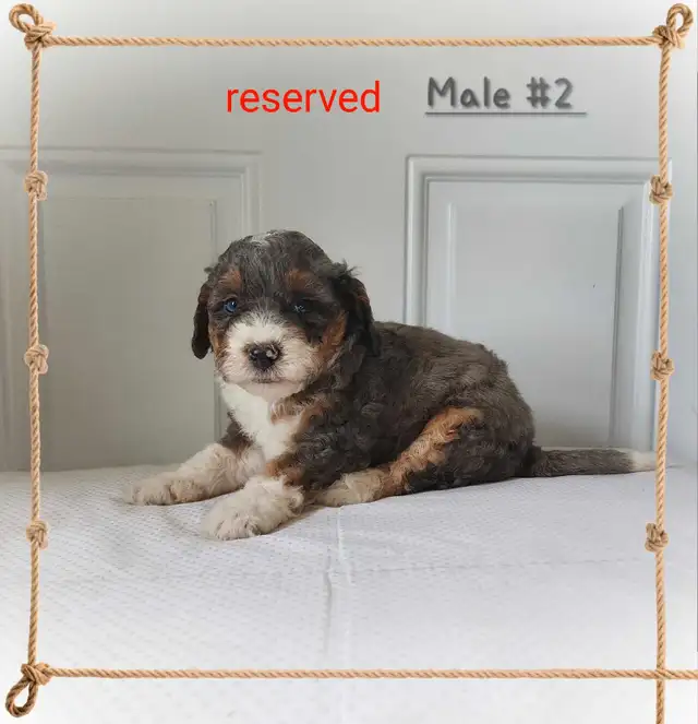 Bernedoodle F1b mini Tri coloured  in Dogs & Puppies for Rehoming in Kitchener / Waterloo - Image 6