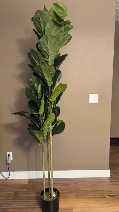 Beautiful and very tall artificial Fiddle Leaf Fig tree. Stands nearly 2 meters (6.5 feet) tall. Per...
