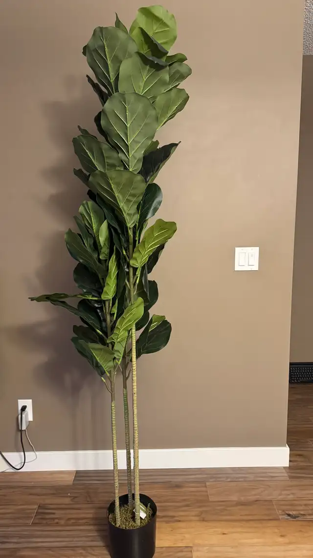 Huge 6.5ft (2m) Realistic Artificial Fiddle Leaf Fig Tree in Home Décor & Accents in Calgary - Image 2