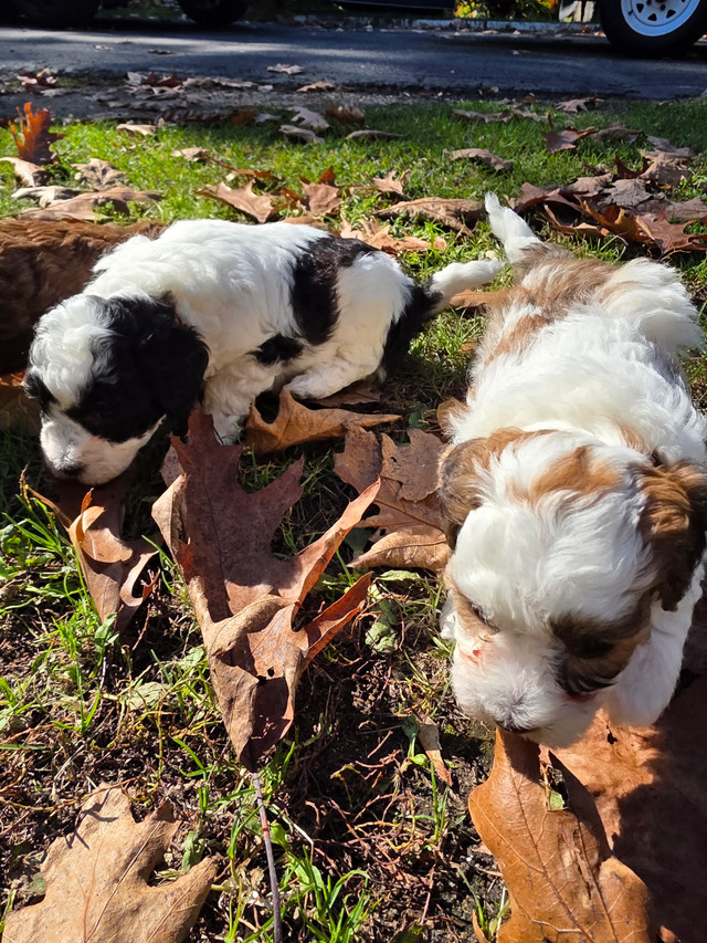 bebes caniches dans Chiens et chiots à adopter  à Ville de Québec - Image 2