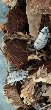 Porcellio Laevis ‘DAIRY COW’ Isopods PIck up only downto Kelowna