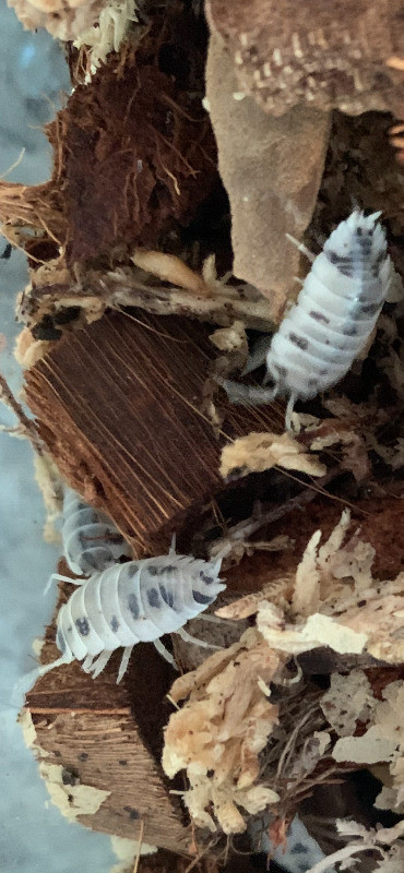 Porcellio Laevis ‘DAIRY COW’ Isopods PIck up only downto Kelowna in Other Pets for Rehoming in Kelowna