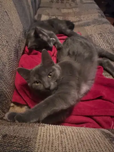 6 Month Old Kittens, View more