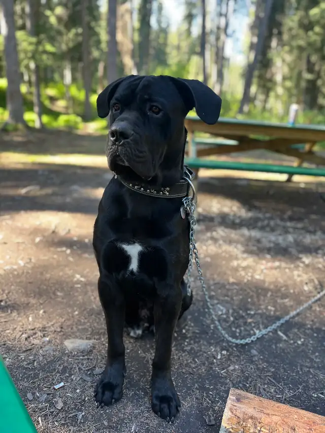 cane corso puppy  in Dogs & Puppies for Rehoming in Whitehorse - Image 9