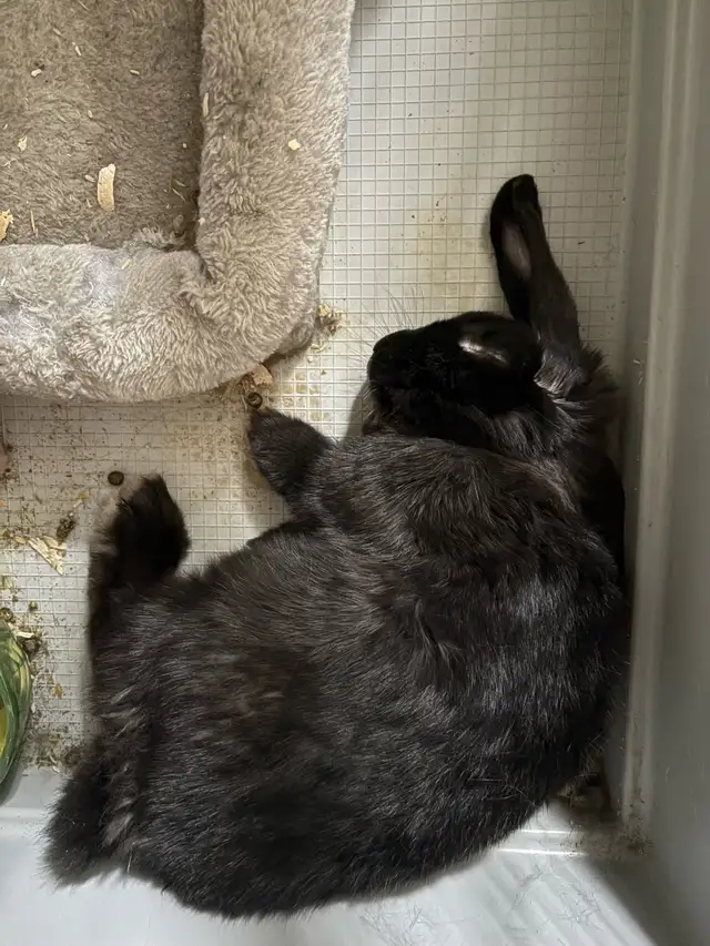 Bonded Bunnies in Small Animals for Rehoming in Oshawa / Durham Region - Image 4