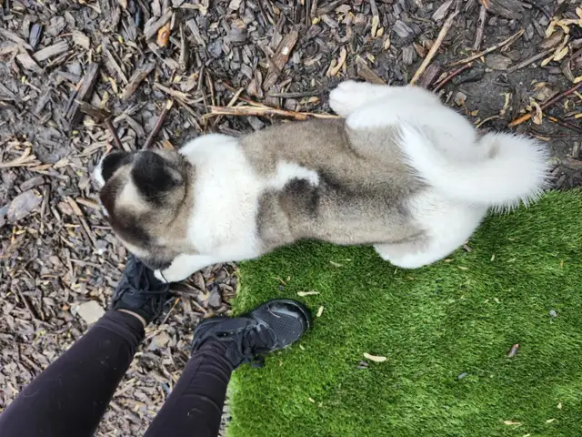 Purebred Akita Puppies in Dogs & Puppies for Rehoming in Windsor Region - Image 3