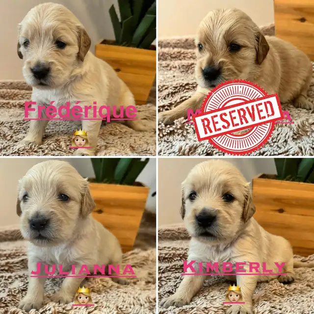 Chiots Golden retrievers PURE RACE in Dogs & Puppies for Rehoming in Laval / North Shore - Image 3