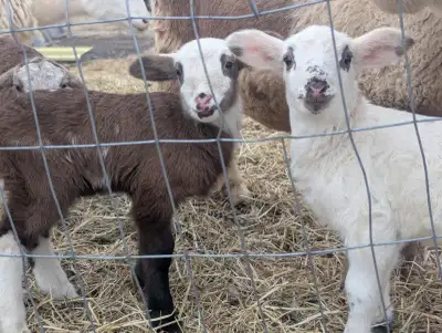 Katahdin ram lamb sheep, View more