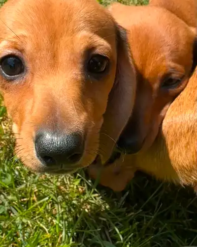 Precious Miniature Dachshund Puppies! – 3 Available!, View more