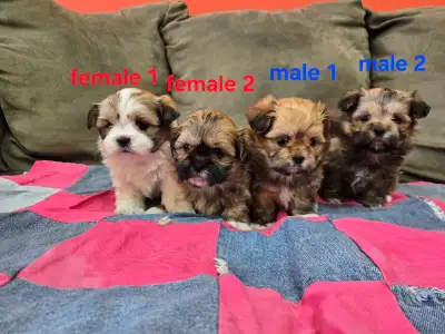 Shichon Puppies, View more