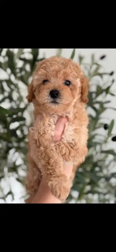 Toy poodle , View more