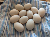 Fertilized Pekin duck eggs