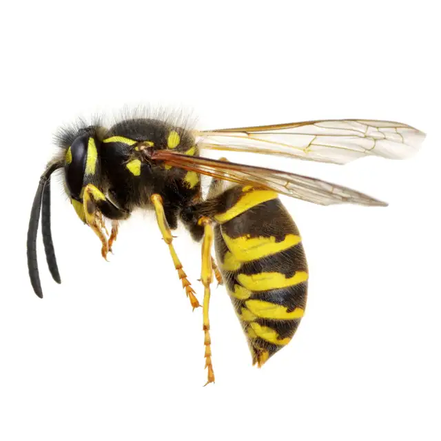 Pest control: Wasp, Hornet and Bee removal service62864357584513123