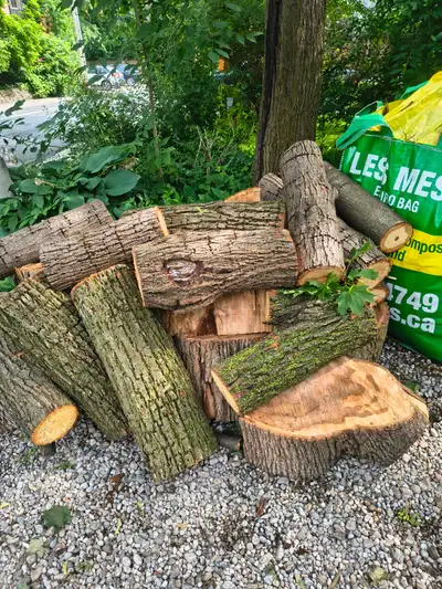 Free Firewood Maple, View more