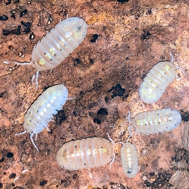 Isopods, various species in Reptiles & Amphibians for Rehoming in City of Halifax