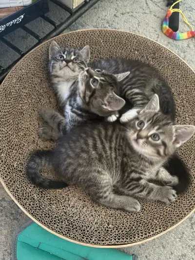 I have 3 adorable female kittens for sale! Mother is Persian/Himalayan father is a short haired tabb...