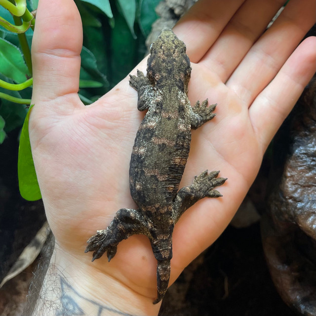 Gecko Leachie Nuu Ana Juvénile dans Reptiles et amphibiens à adopter  à Ville de Montréal