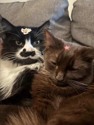 Rare Brown Ragdoll mix, View more