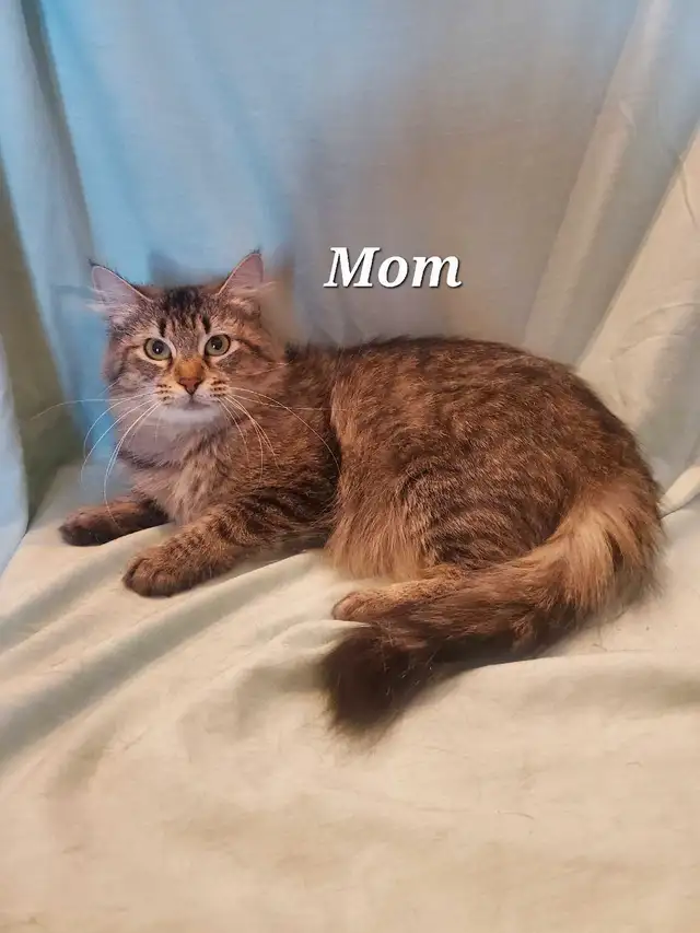 Hypoallergenic Siberian Kittens