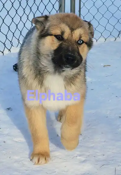 Last stunning husky pup (1 girl) 2x vaccinated, View more