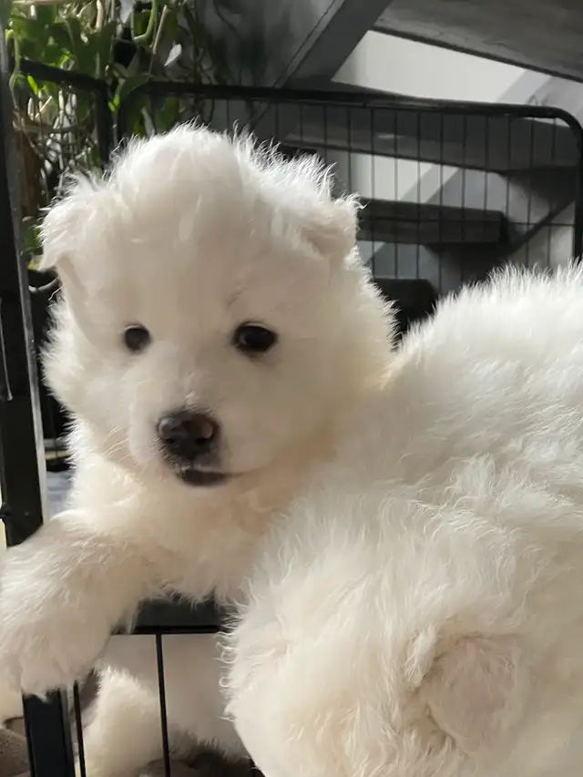 Adorable Purebread Male Samoyed. 8 wks June 20 in Dogs & Puppies for Rehoming in Leamington - Image 6