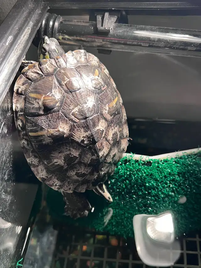 Adult turtle in Reptiles & Amphibians for Rehoming in St. Catharines - Image 2