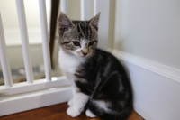 10 weeks  super cute  tabby girl kitten