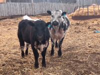 Speckle Park yearling Bulls
