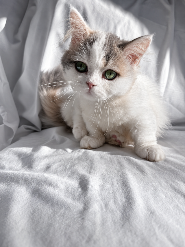 Napoleon Female kitten for sale in Cats & Kittens for Rehoming in Richmond - Image 2