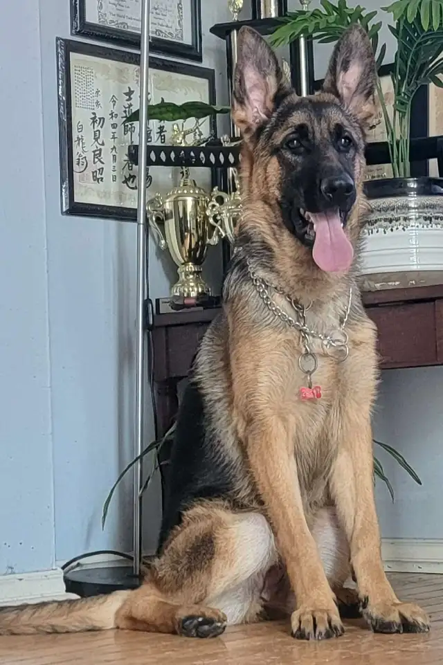 Available! CKC Female German Shepherd in Dogs & Puppies for Rehoming in Hamilton - Image 5