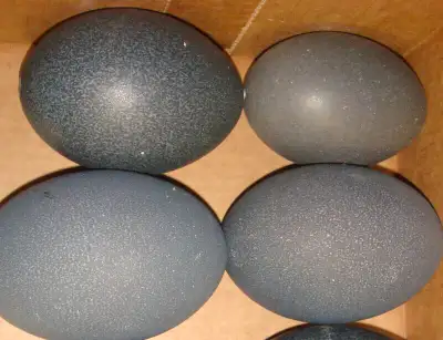 Emu Eggs Dried Out For Years for Painting or Decorating, View more