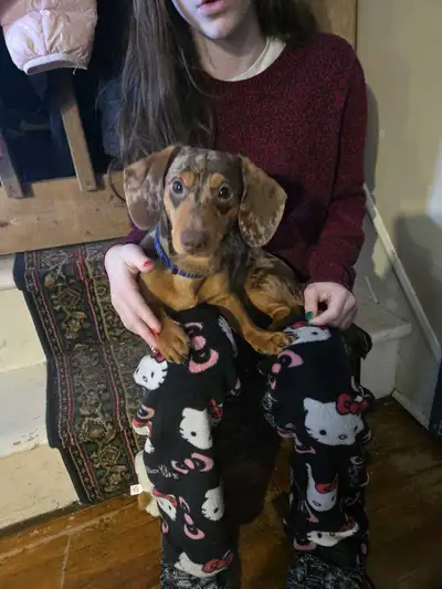 chiot teckel, View more