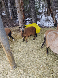 American Blackbelly Ewe Lambs $250ea.