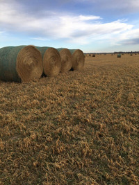 4 SALE BALES/HAY