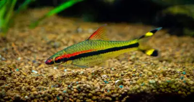 Denison barbs (Roseline sharks) available. These beautiful fish do best in groups and will school to...