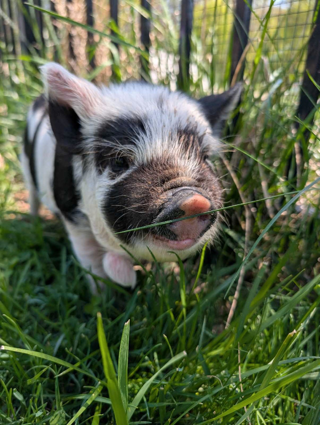 Registered kune kune male piglet in Livestock in Norfolk County - Image 4