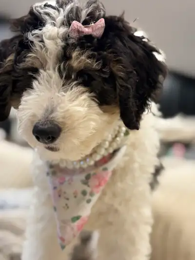 Adorable Double Doodles, View more