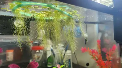 Dwarf Water Lettuce for Sale, View more