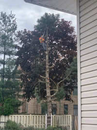 Mike’s Residential Tree Service, Free Quotes 519-819-7537